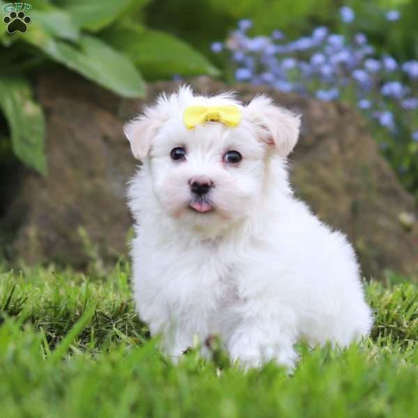 Bell, Maltese Puppy